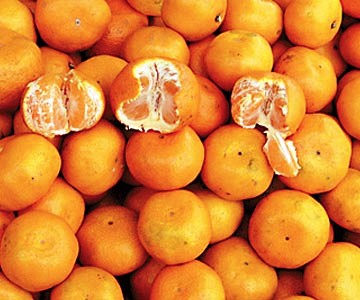 citrusi
