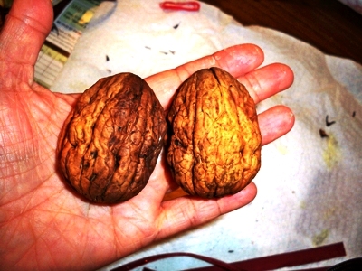 walnuts